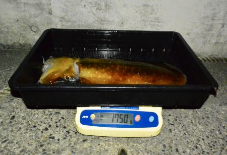 South Current 釣果