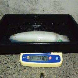 South Current 釣果