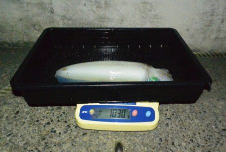 South Current 釣果