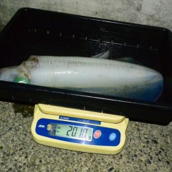 South Current 釣果