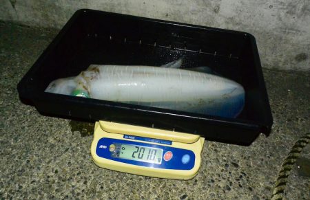 South Current 釣果