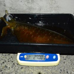 South Current 釣果