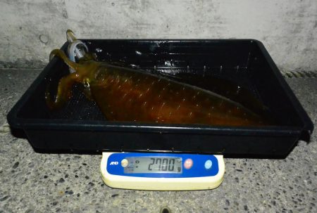 South Current 釣果