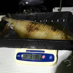 South Current 釣果