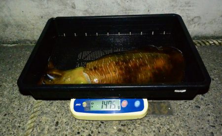 South Current 釣果