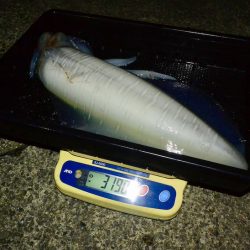 South Current 釣果