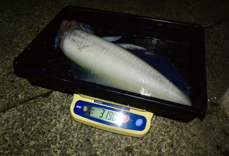 South Current 釣果