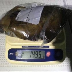 South Current 釣果