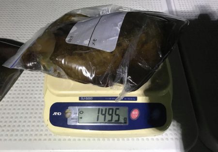 South Current 釣果