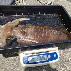 South Current 釣果