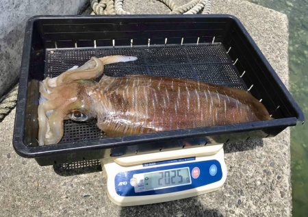 South Current 釣果