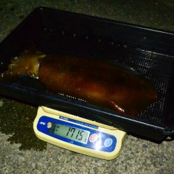 South Current 釣果