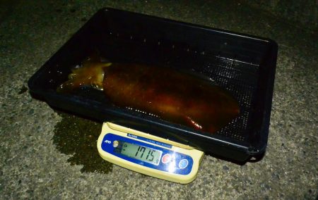 South Current 釣果