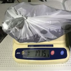 South Current 釣果