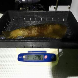 South Current 釣果