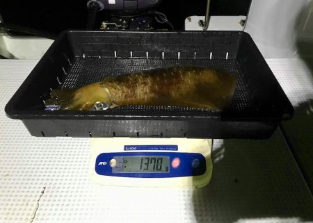 South Current 釣果