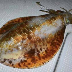 South Current 釣果