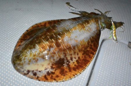 South Current 釣果