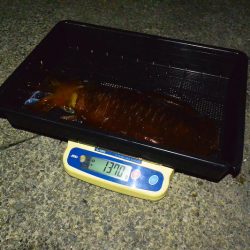 South Current 釣果