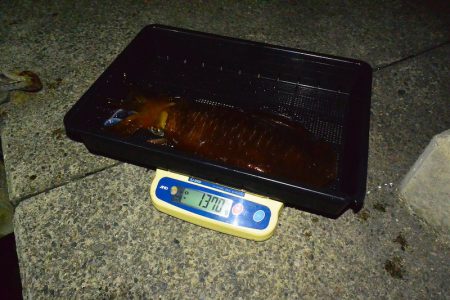 South Current 釣果