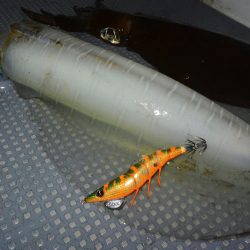 South Current 釣果