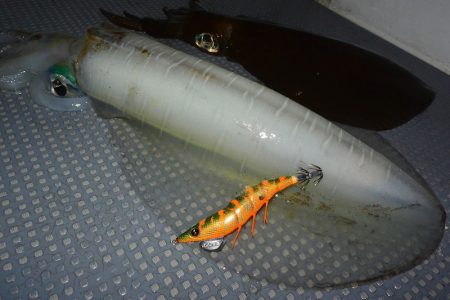 South Current 釣果