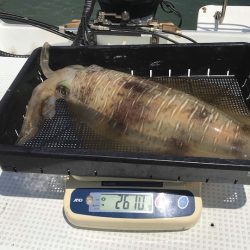 South Current 釣果