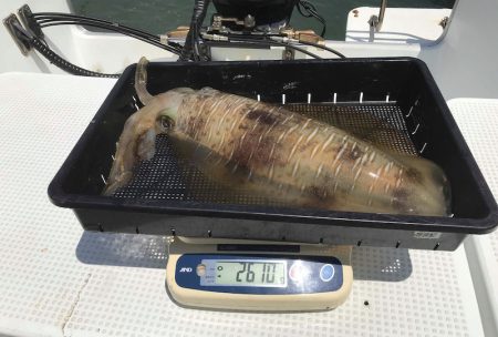 South Current 釣果