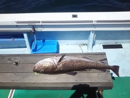 千尋丸 釣果