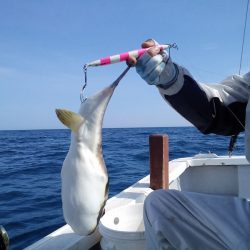 ひな丸 釣果
