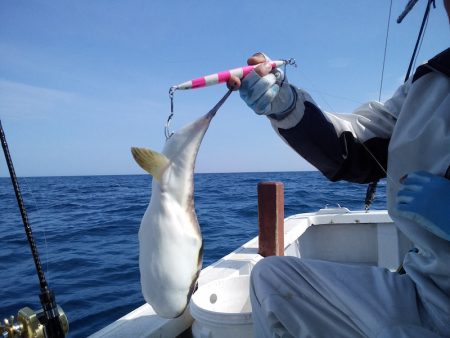 ひな丸 釣果