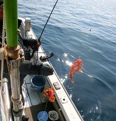 第二清洋丸 釣果