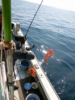 第二清洋丸 釣果