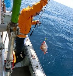 第二清洋丸 釣果