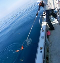 第二清洋丸 釣果
