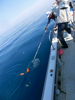 第二清洋丸 釣果