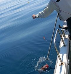 第二清洋丸 釣果