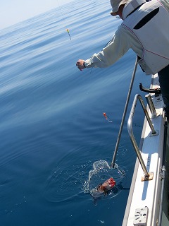 第二清洋丸 釣果