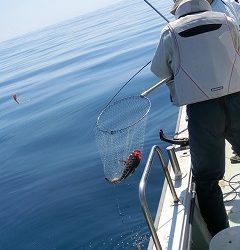 第二清洋丸 釣果