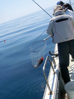 第二清洋丸 釣果