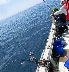 第二清洋丸 釣果