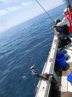 第二清洋丸 釣果