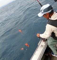 第二清洋丸 釣果