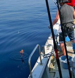 第二清洋丸 釣果