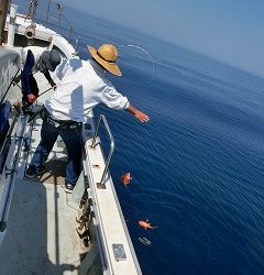 第二清洋丸 釣果