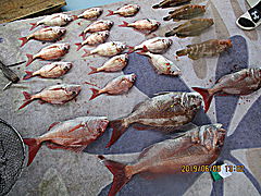 遊漁船 未紗奈 釣果