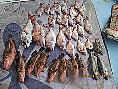 遊漁船 未紗奈 釣果