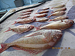 遊漁船 未紗奈 釣果