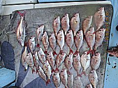 遊漁船 未紗奈 釣果