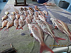 遊漁船 未紗奈 釣果